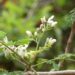 Les bienfaits du moringa sur la santé